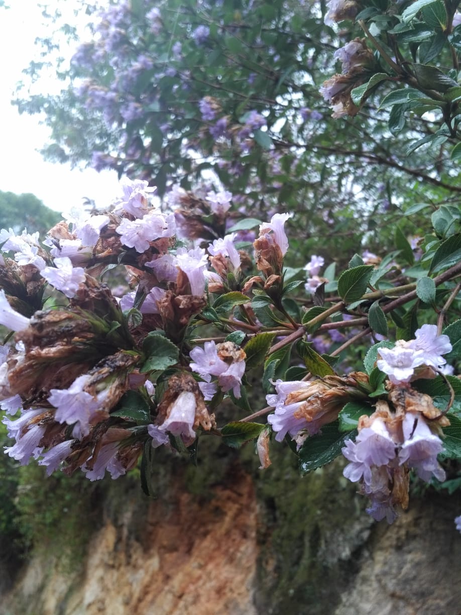 Neelakurinji flower blooming at Vattavada near Munnar