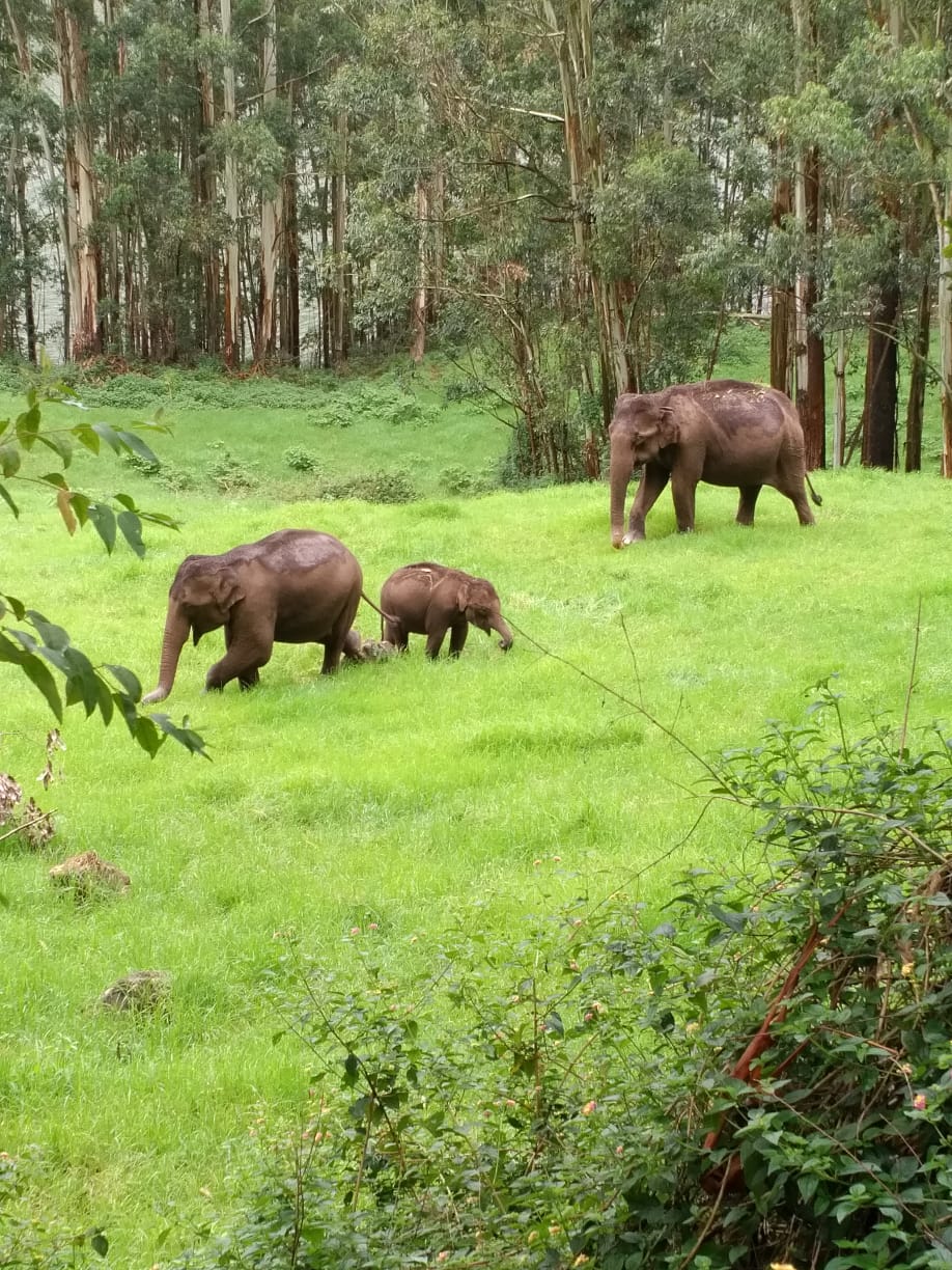 Elephants seen during the journey towards Vattavada