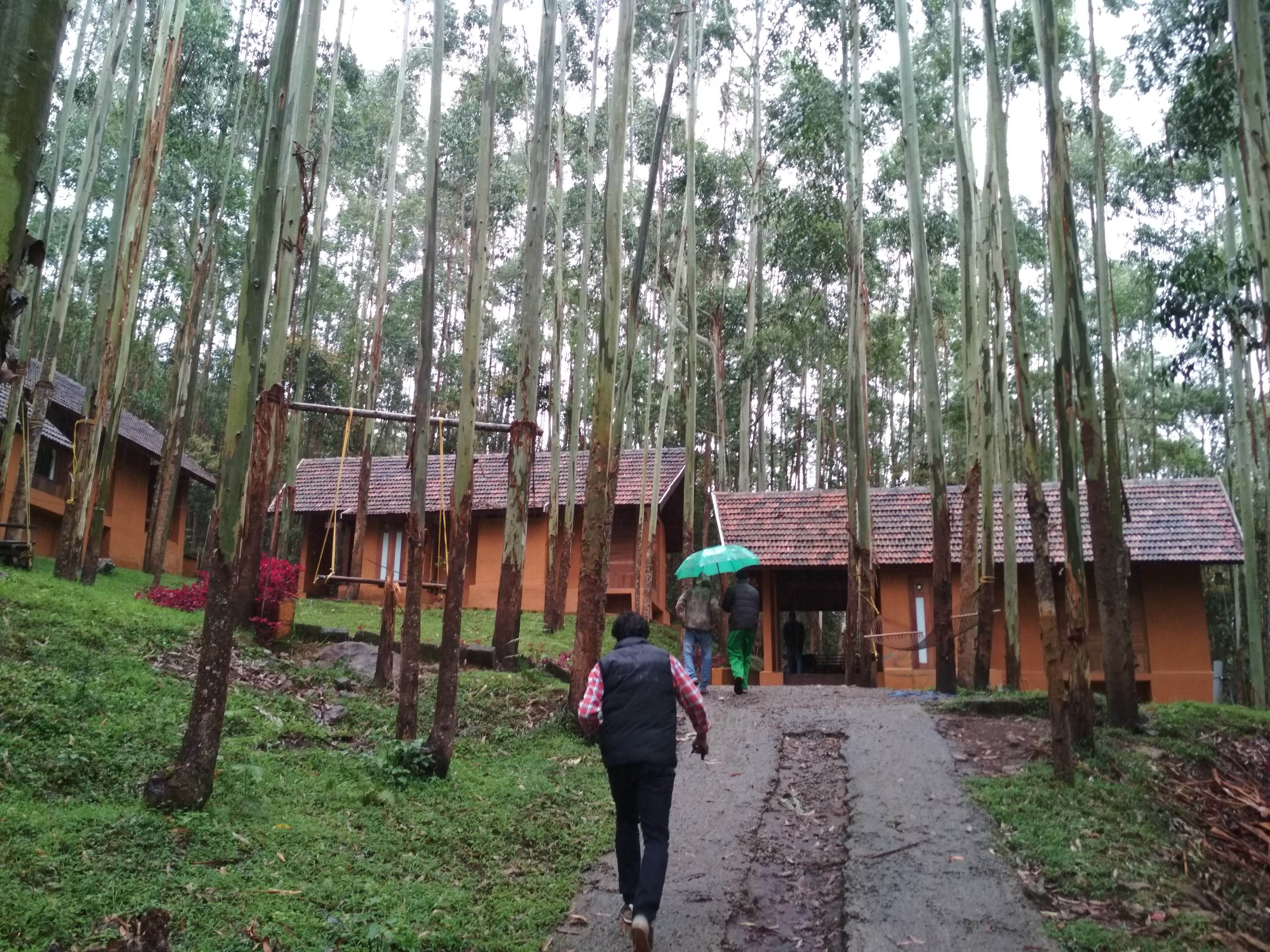 Tropical forest in Kerala